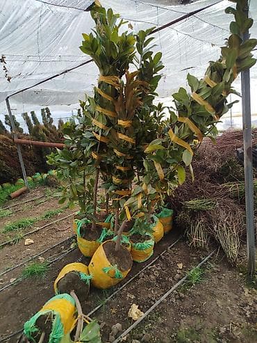 туя саженцы: Саженцы деревьев: Магнолии — 3