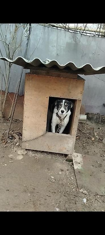 машинки для стрижки животных: В связи с уездом, пристраивается собака. Девочка Гера, возраст 6 лет — 1