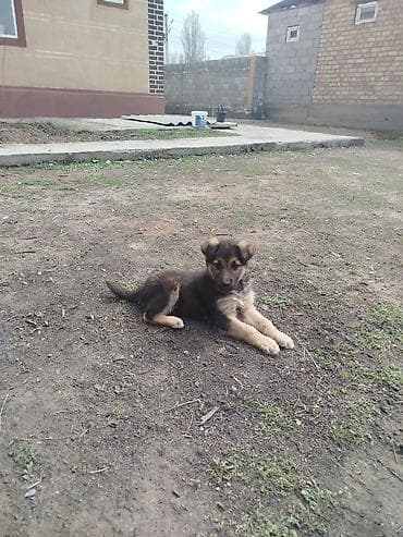 дратхар рабочий: Авчарка кучук сатылат бельгийский атасы апасы немецкий — 2