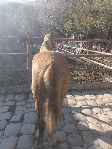 Аквариумдар: Сатам | Жылкы (эркек), Байтал | Жумушка | Мерин — 5