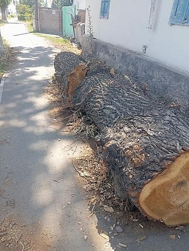Продам крупные стволы свежеспиленного дерева (лиственные породы). -