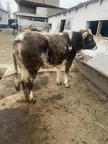 животные на продажу: Продаю | Тёлка | Для разведения | Отела не было — 2