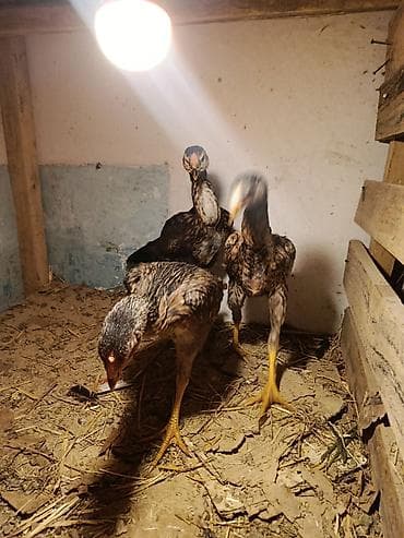 животные собака: Продаю | Петух | Бойцовая | Для разведения — 7