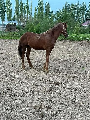 жеребенок: Продаю | Жеребенок | Конный спорт — 5