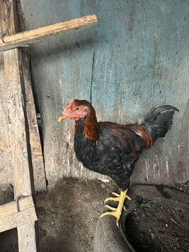 щенки хаски цена бишкек: Продаю | Петух | Для разведения — 6