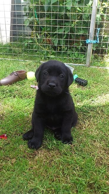 голоден ретривер: Лабрадор-ретривер, 3 месяца, Самец — 2