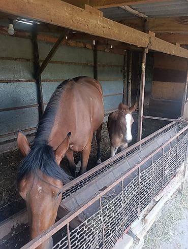 купить щенка французского бульдога: Продаю | Кобыла (самка) | Английская | Для разведения | Племенные — 5