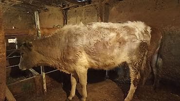 Услуги ветеринара: Продаю | Корова (самка) | Для молока | Привязанные — 2