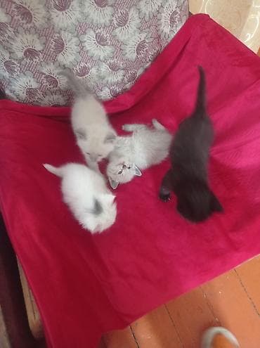 Кошки: Котята, помёт разной окраски: 5 штук - белые с серыми ушками и — 5