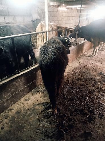 соль для животных: Продаю | Бык (самец) | На откорм | Привязанные — 1