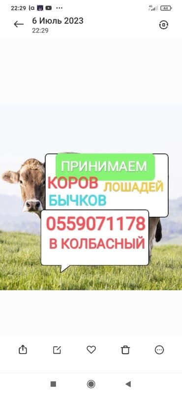 разведение сельскохозяйственных животных: Куплю | Коровы, быки, Лошади, кони | Круглосуточно, Любое состояние, Забитый — 1