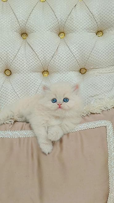 Вязка кошек: Выставляется на продажу чистокровная шотландская девочка безумно — 2