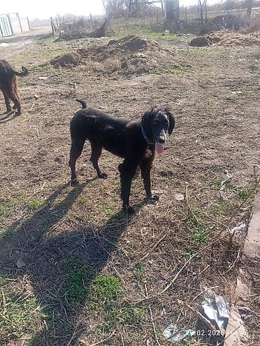 Ветеринар кызматы: Тайган, 8 айлык, Эркек, Эмделген — 7