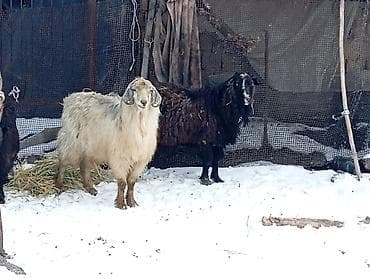 семиз козу сатылат: Сатам | Теке (эркек) | Көбөйтүү үчүн | Асыл тукумдуу — 2