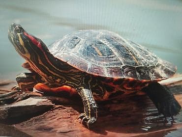 живая черепаха: Красноухая водная черепаха (Trachemys scripta elegans) - Яркие — 1