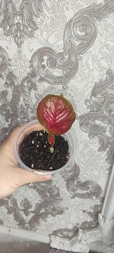 сколько стоит бегония: Каладиум !!!😁🌷 шикарные адаптированные цены разные в зависимости от — 4