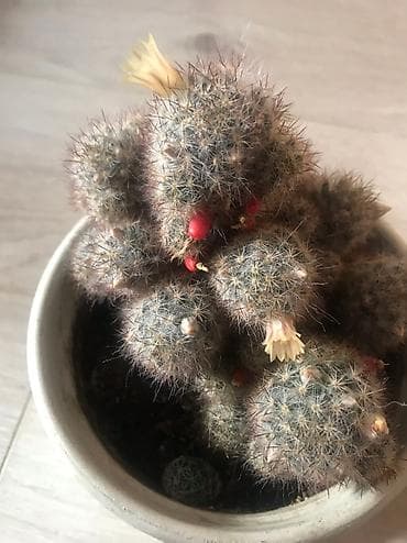 Сейфтер: Продаю цветущий кактус, около 10 см, с плодами — 3
