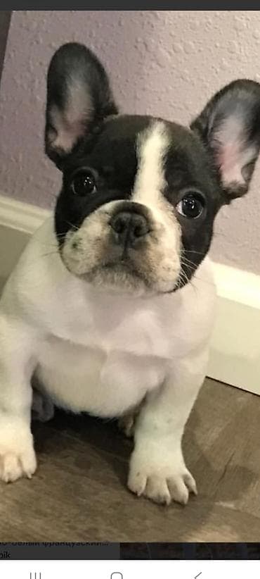 чихуахуа цены: Щенки французского бульдога (окрас черно-белый, пегий) - Порода — 1