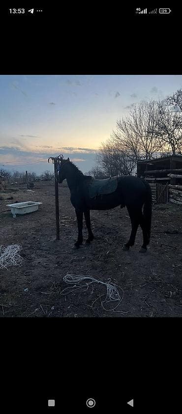 ветеринар каракол: Сатам | Байтал — 1