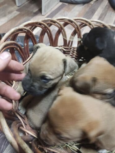 бульдог цена: Щенки К Продаже готовы Питбуль кушают самостоятельно 3500за 1 Срочно — 10