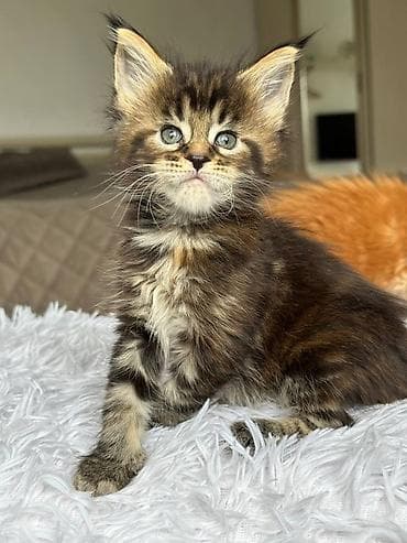 кошка манчкин: Мейн-кун котёнок, классический чёрный мрамор с тёплыми рыжинками — 1