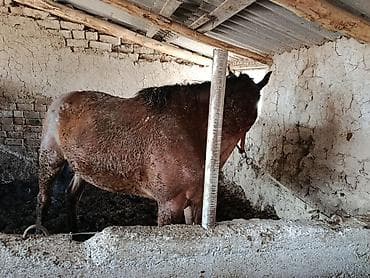 ржавая кошка цена: Продаю | Конь (самец) | На забой — 2