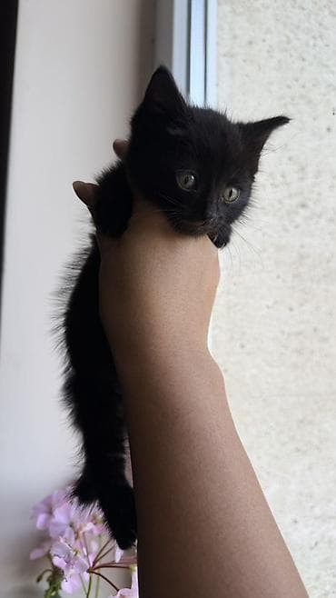 где взять котенка: 2 месяца, Девочка — 5