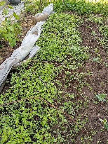 Продаю рассаду помидоров. розовый крупный. находится в селе Кокжар