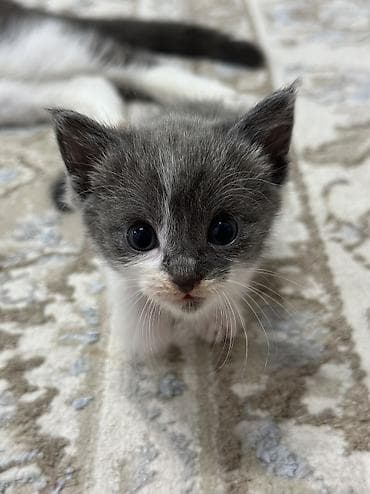 Отдам котят в хорошие руки, игривые ласковые едят сухой и жидкий корм