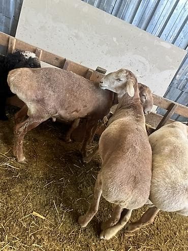 сова живая: Продаю | Овца (самка) | Для разведения | Ярка — 8