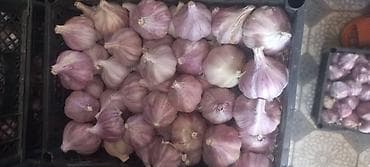 оптовые цены на мясо: Чеснок Оптом — 1