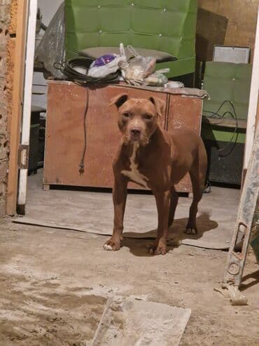 акустические системы koss колонка в виде собак: Питбуль, 9 айлык, Эркек — 5