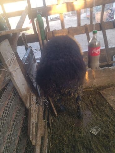 Собаки: Продаю | Баран (самец) | Для разведения | Матка — 3