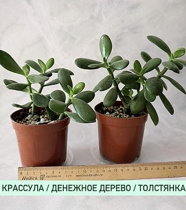 гул: Жонокой болмо гулдору фикус папоротник акча дарагы жб АРЗАН БЕРЕМ 😻 — 6