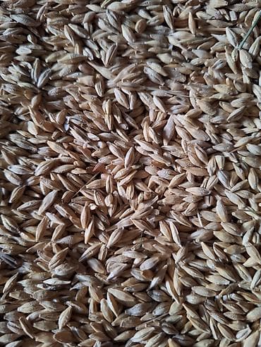 химические вещества: ЯЧМЕНЬ МЕСТНЫЙ, ЧИСТЫЙ, СУХОЙ👍👍👍 - Назначение: корм для лошадей, КРС — 3