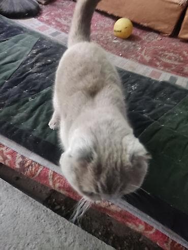 скоттиш фолд: Скотиш Фолд (Шотландская вислоухая), 2 года, Мальчик, Голубой, Приучена к лотку — 2