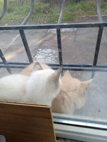 вислоухая кошка сколько стоит: Домашние кошки — пара дружелюбных мурлык - Описание: двое ласковых — 1