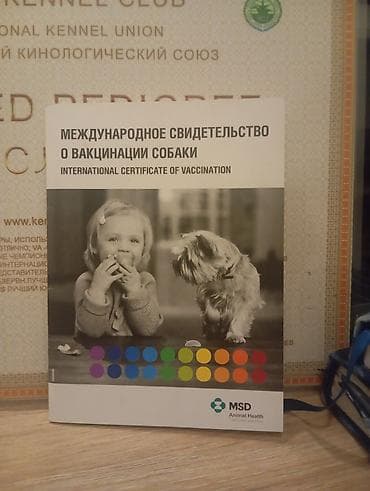 щенки спанелья: Предлагаются к продаже щенки лабрадор-ретривера. 🔸 Возраст: 34 дней 🔸 — 9