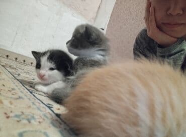 кошка домашняя: Котята-домоседы, помёт из 4 малышей: - Окрас: рыжий однотонный; белый — 4