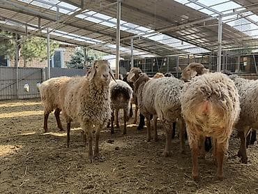 Баран, овца: Продаю | Баран (самец) | Арашан | На забой — 2