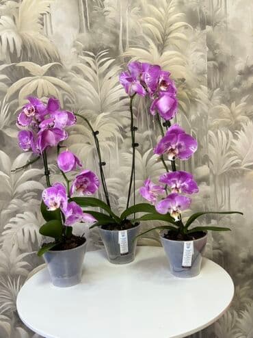 эне журогу гул: 🌸 Орхидея Фаленопсис – готовая пересаженная 🌸 Красивые, здоровые — 1