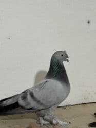 брокерское объединение феникс бишкек: Продам голуби — 4