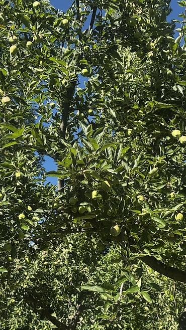 darek: 🏠Продается дом с участком • Баз для домашних животных (овец, коров и — 3