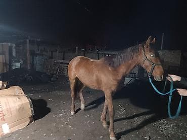 собаки лайки: Продаю | Жеребец | Рабочий — 4