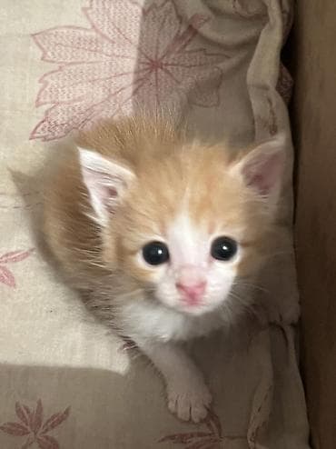 бурманская кошка: Кошка даром: Беспородная, 1 месяц, Мальчик — 1