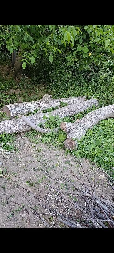 угол дрова: Дрова Тополь — 2