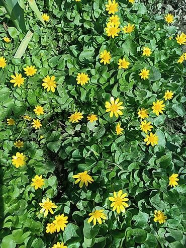 питомник растений: Продаю декоративные растения НЕДОРОГО . Почаопокровные — 4