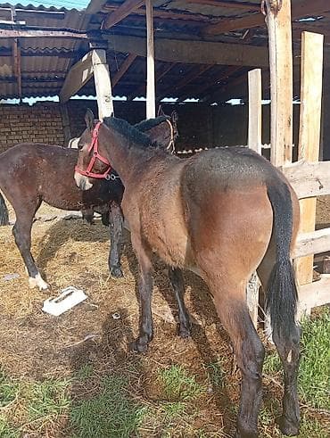 кандек собака: Сатам | Тай | Аргын | Ат спорту — 4