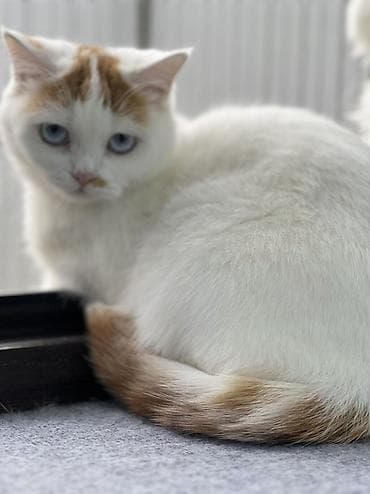 Кошка скоттиш страйт взрослая короткошёрстная с голубыми глазами