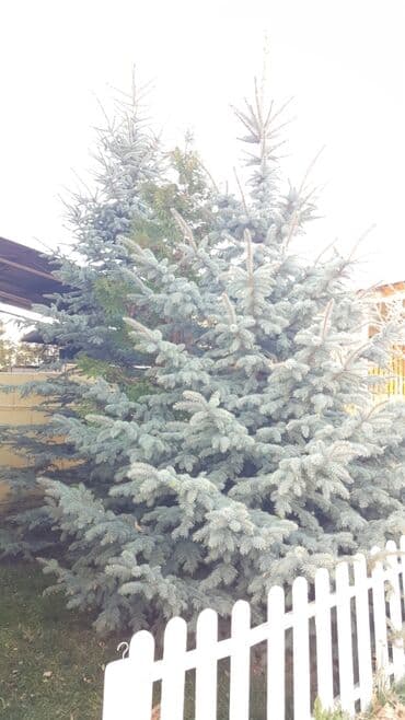 облепиха саженцы: Саженцы деревьев: Ели, Самовывоз — 2